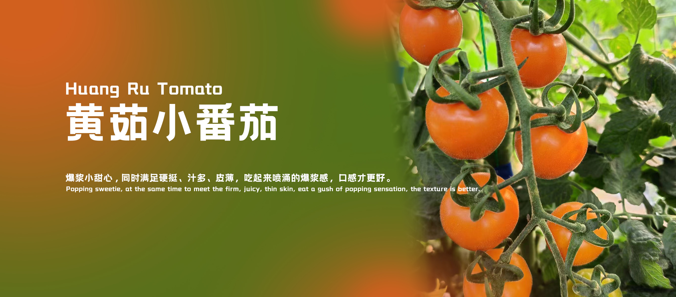 黄茹小番茄